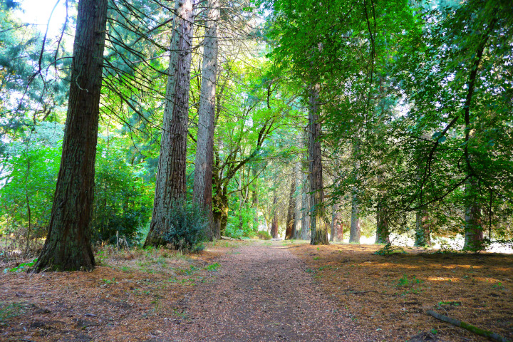 Dirt road between tall trees