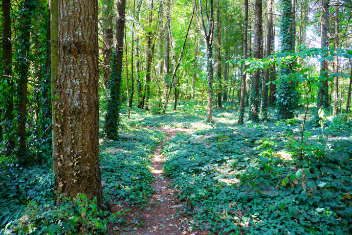 Single track trail